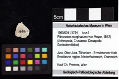 Foto (Objket + Etiketten) von Protosphaeroma ernstbrunnense (Bachmayer, 1949) 